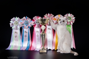 CFA GRAND CHAMPION, REGIONAL WINNER 3rd BEST BURMESE IN CFA BEST OF BREED REGION 9 25th BEST CAT REGION 9